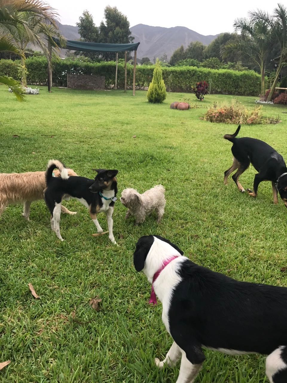 Varios perros de distintos tamaños repartidos por el jardín