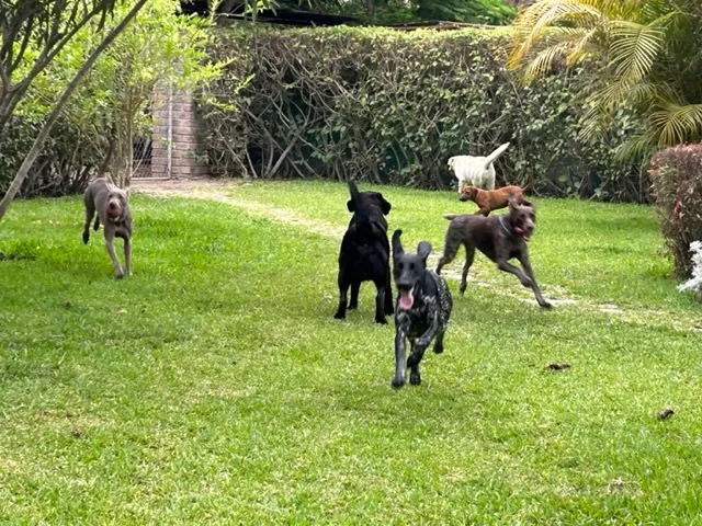 Perros negros y marrones corriendo sueltos por el jardín junto a un cerco verde