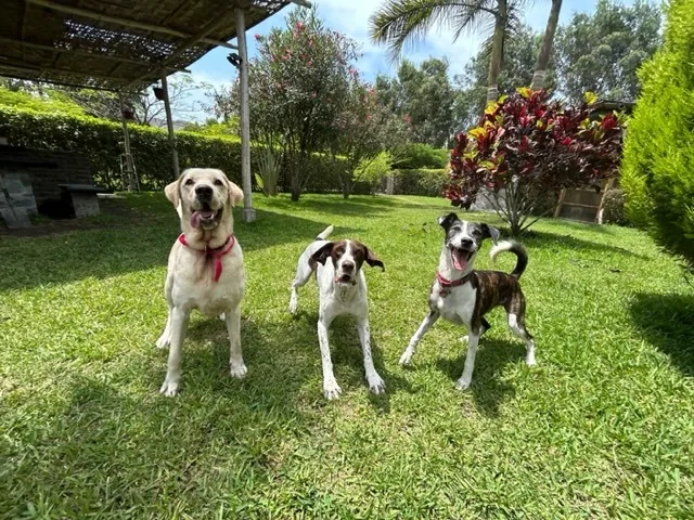 Tres perros de pie mirando a la cámara sobre el pasto, bajo la pérgola y junto a un arbusto de hojas rojizas