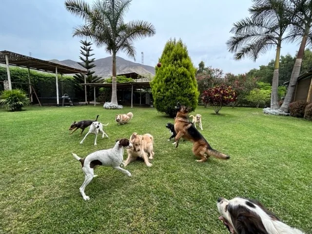 Perros jugando sueltos en el jardín entre palmeras y cipreses, con los cerros al fondo