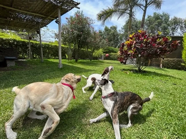Un perro de pelaje claro con pañuelo rojo y otro atigrado jugando bajo la pérgola de caña del jardín