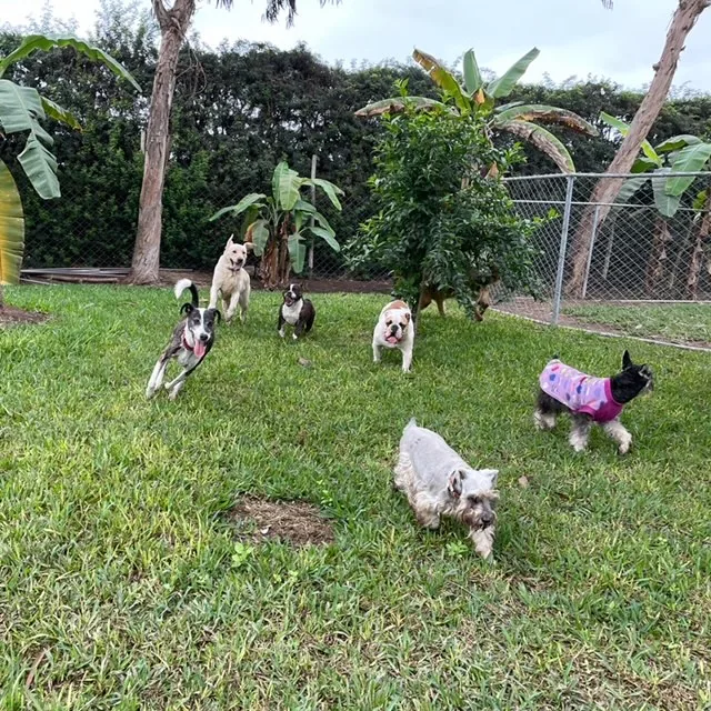 Perros pequeños en el jardín, uno de ellos con un abrigo rosado, junto a plantas de plátano