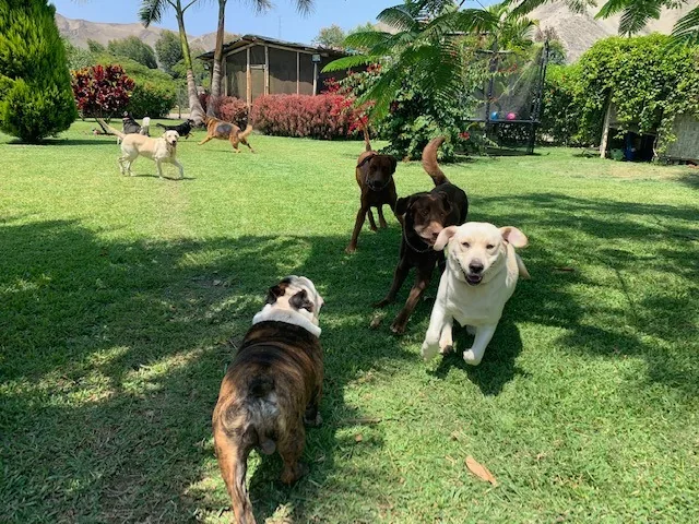 Perros de distintos tamaños caminando por el jardín hacia la cámara, con una casa y los cerros al fondo