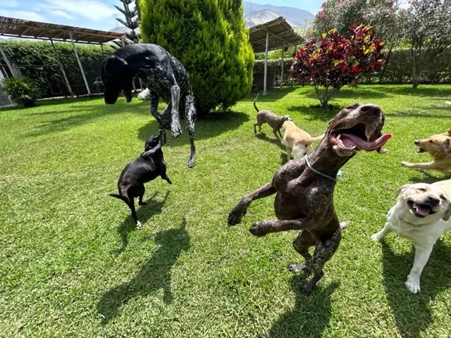Un perro marrón saltando con la boca abierta entre otros perros que corren por el césped