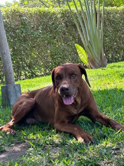 Sancho, un perro de pelaje marrón rojizo, echado sobre el pasto con la lengua afuera junto a un cerco de arbustos