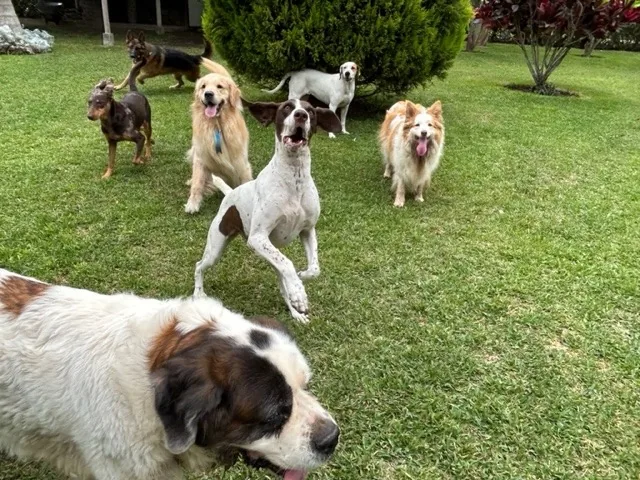 Un San Bernardo en primer plano y varios perros de pie detrás, mirando atentos sobre el césped