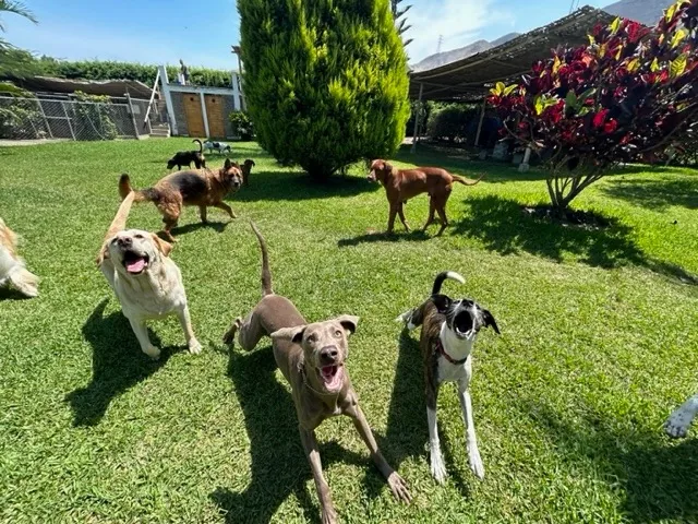Varios perros de distintos tamaños acercándose a la cámara sobre el césped soleado