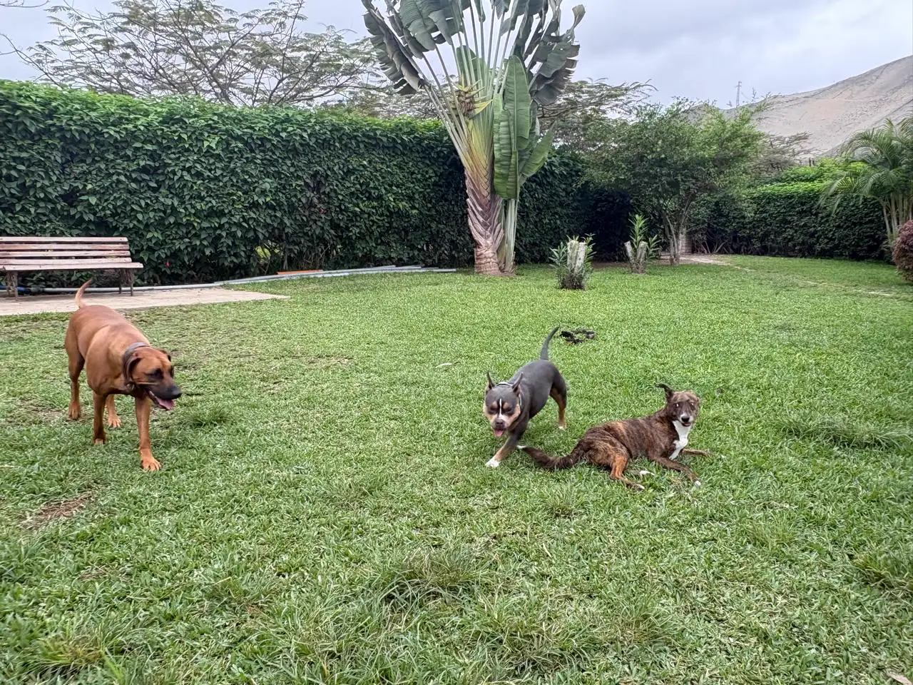 Lucia, de pelaje gris azulado, jugando con un perro atigrado en el jardín mientras un perro canela se acerca, con los cerros al fondo
