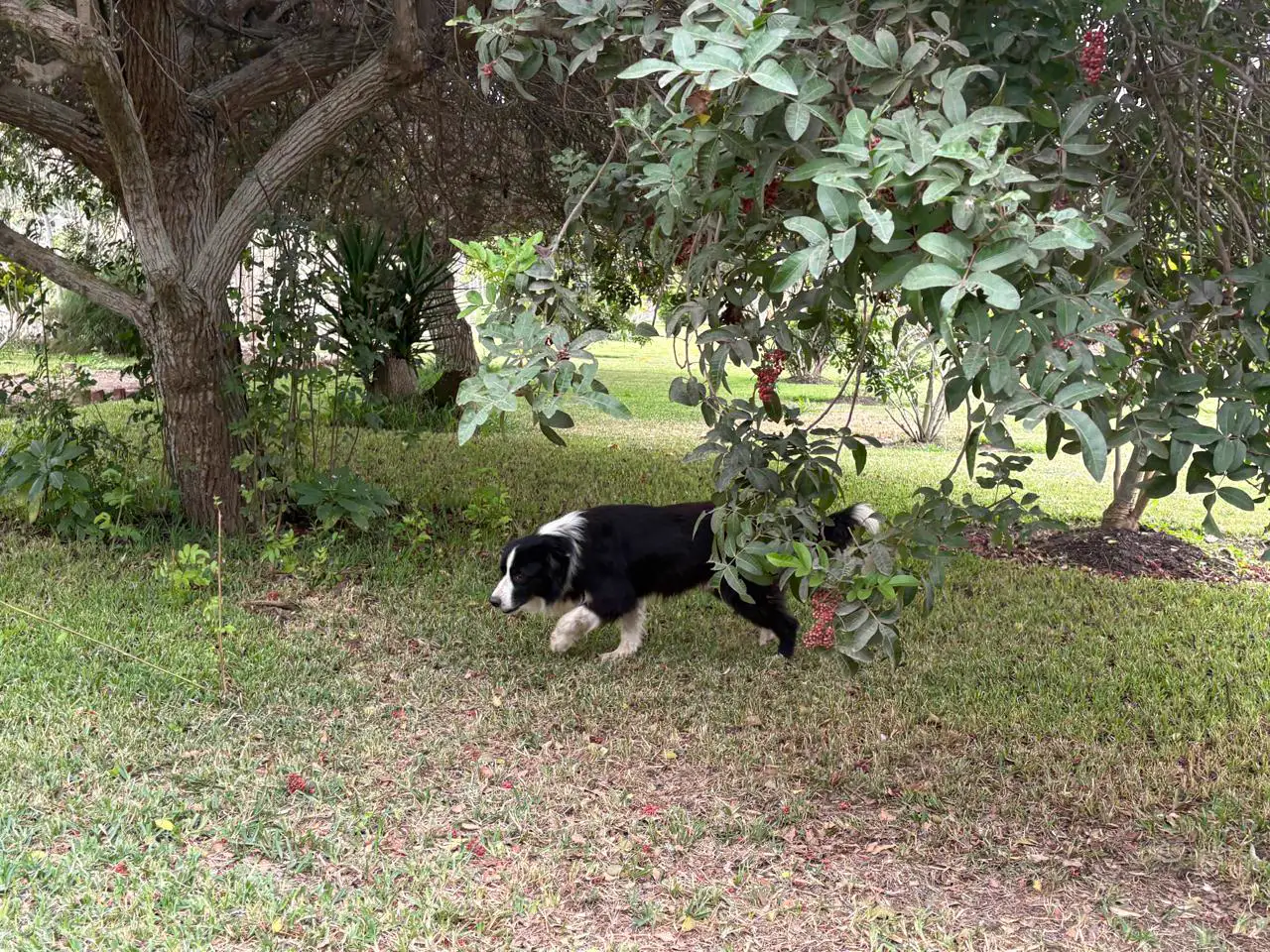 Lucky, un perro blanco y negro, caminando bajo un árbol de hojas verdes en el jardín de Petit Lodge