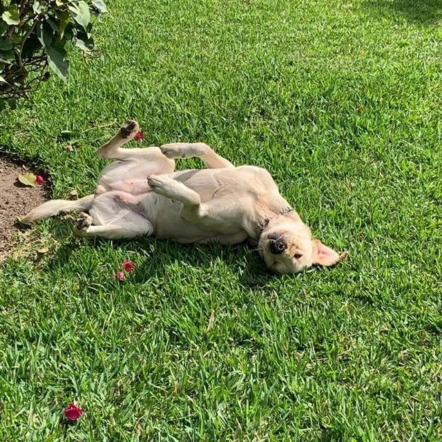 Perro dorado echado panza arriba tomando sol sobre el pasto