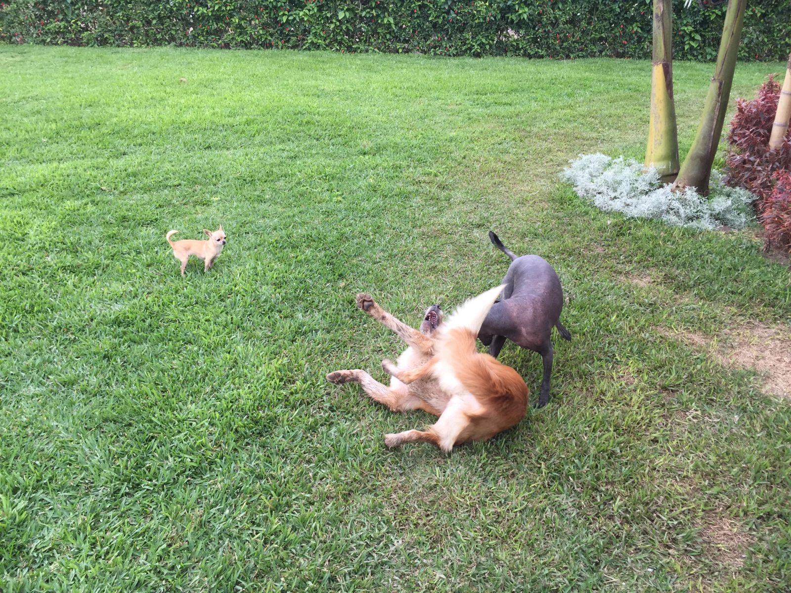 Dos perros jugando con un juguete sobre el césped