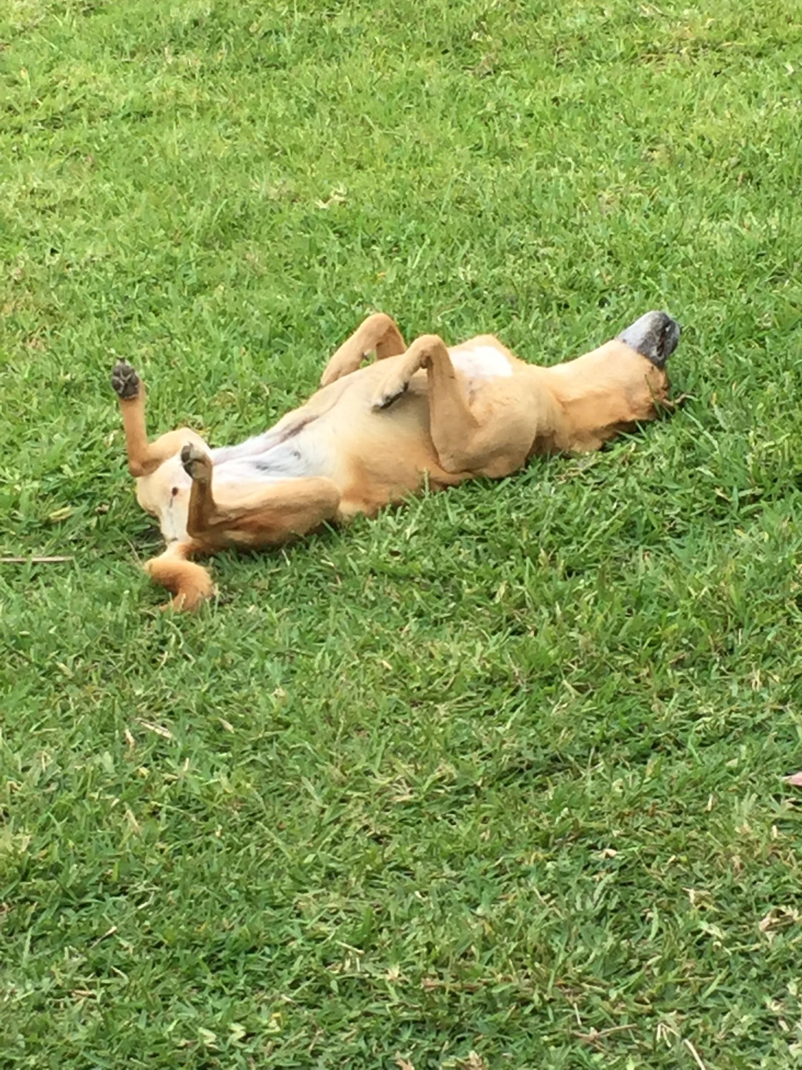 Perro dorado rodando sobre el pasto