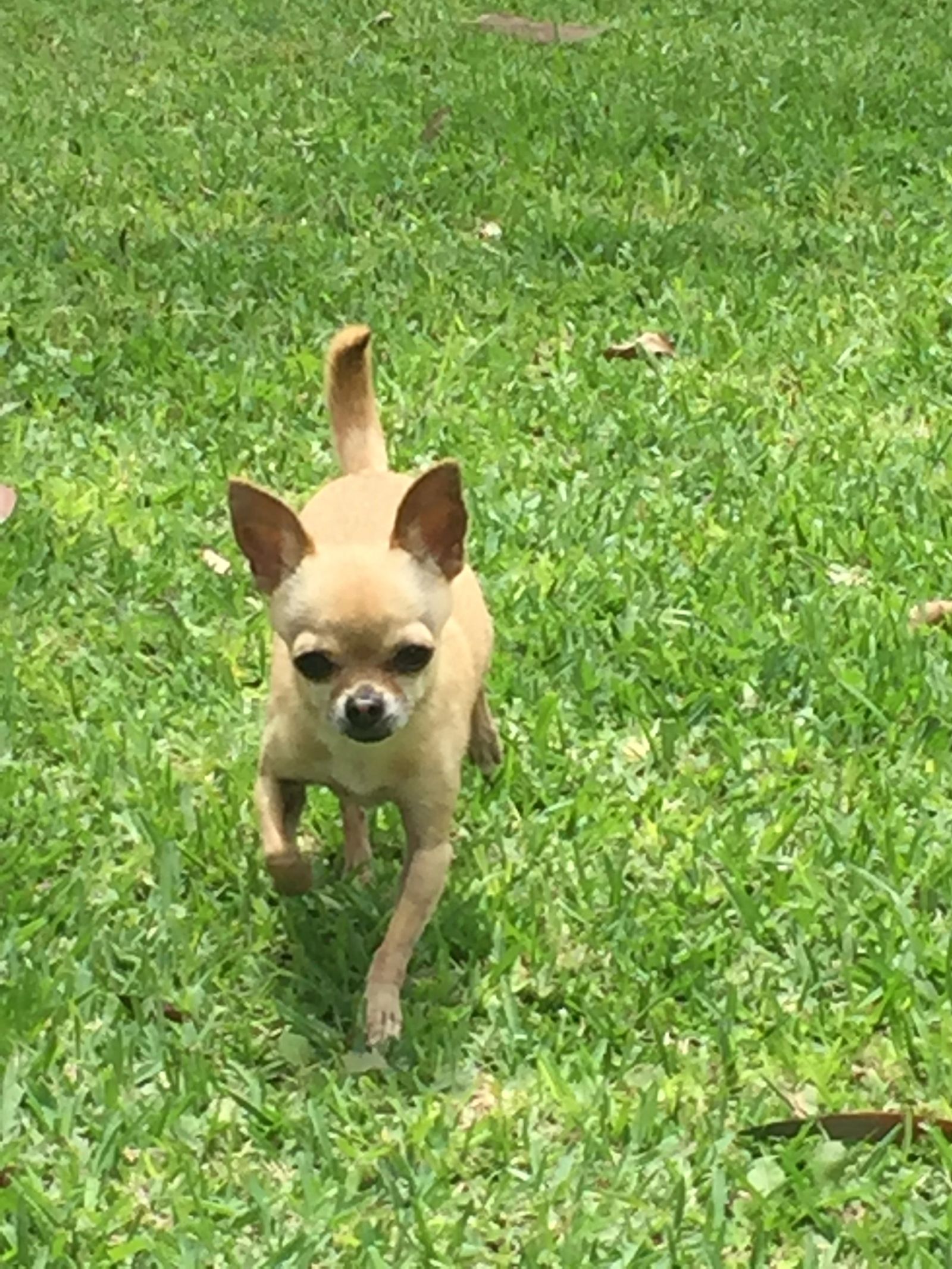 Chihuahua parado sobre el césped mirando a la cámara