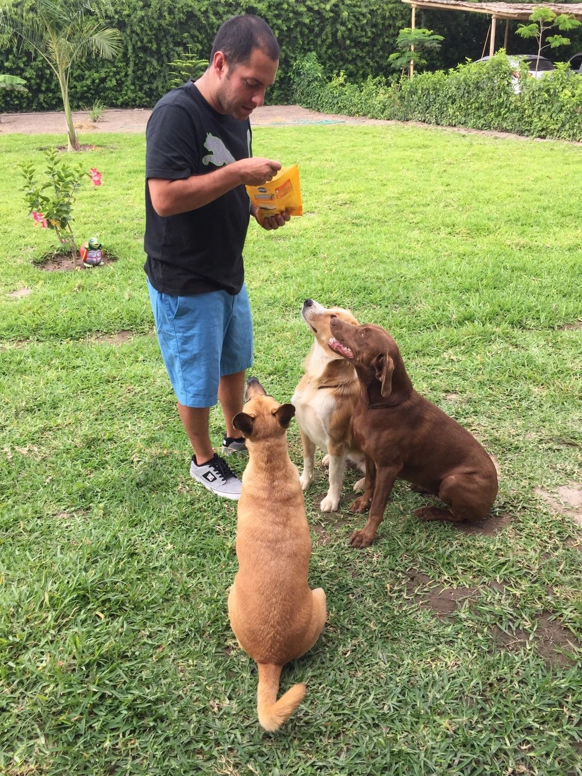 Un cuidador de Petit Lodge repartiendo premios a tres perros sentados frente a él