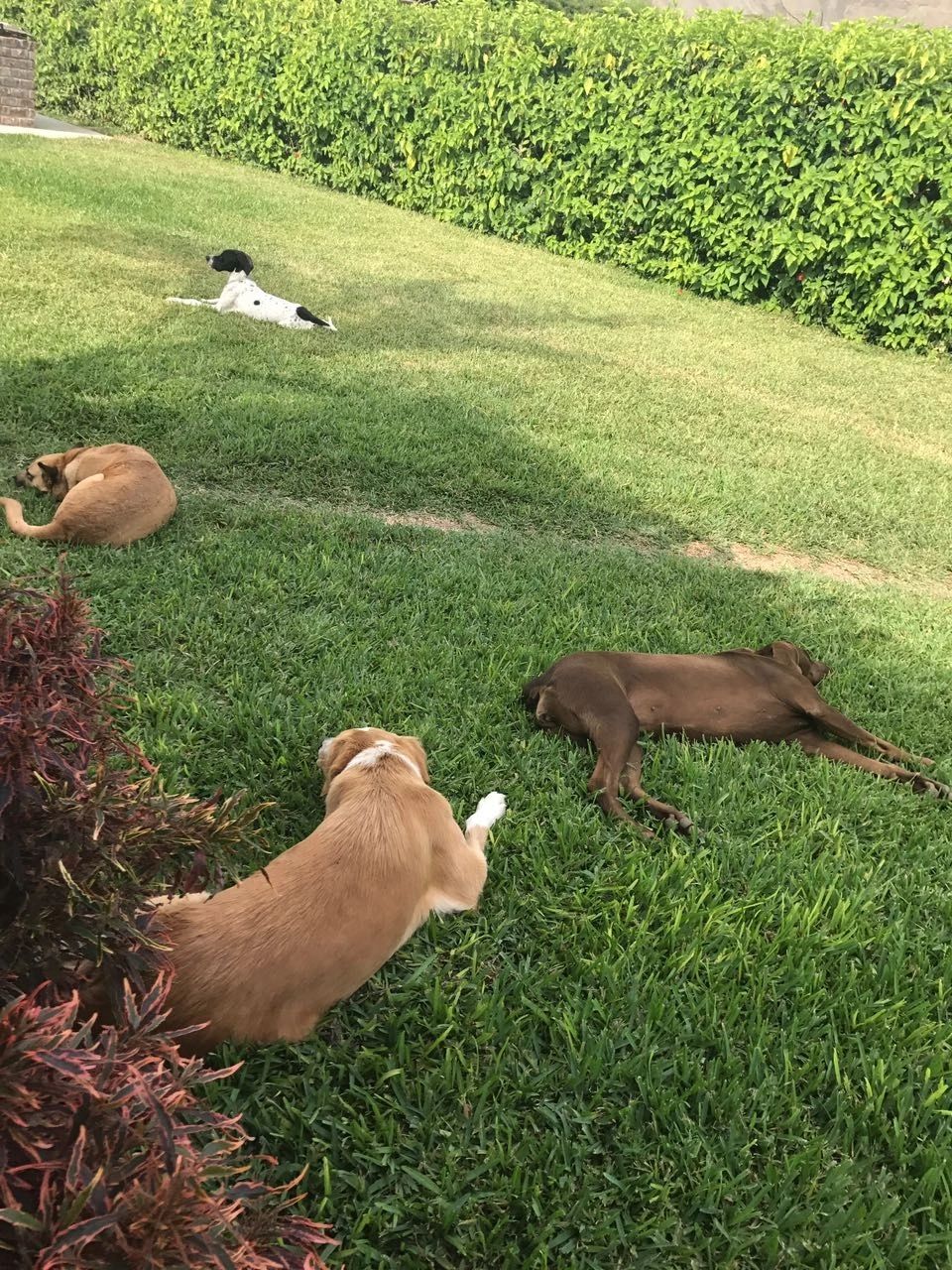 Varios perros descansando echados sobre el pasto a la sombra
