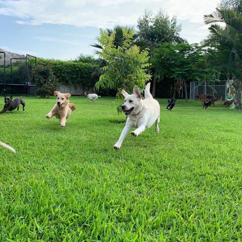 Dos perros corriendo hacia la cámara por el jardín, con otros jugando al fondo