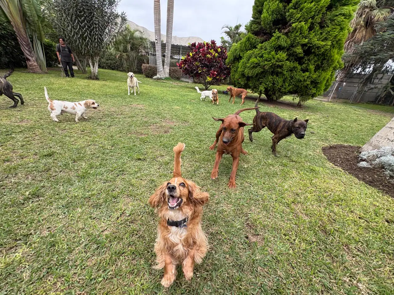 Perro dorado mirando a la cámara mientras varios perros juegan en el jardín de Petit Lodge