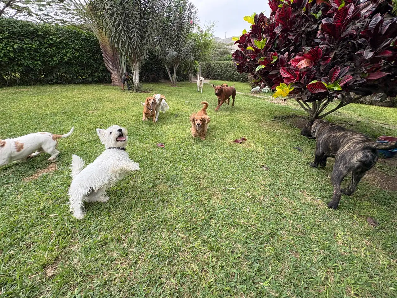 Perro blanco de pelo largo corriendo hacia un grupo de perros entre palmeras y arbustos