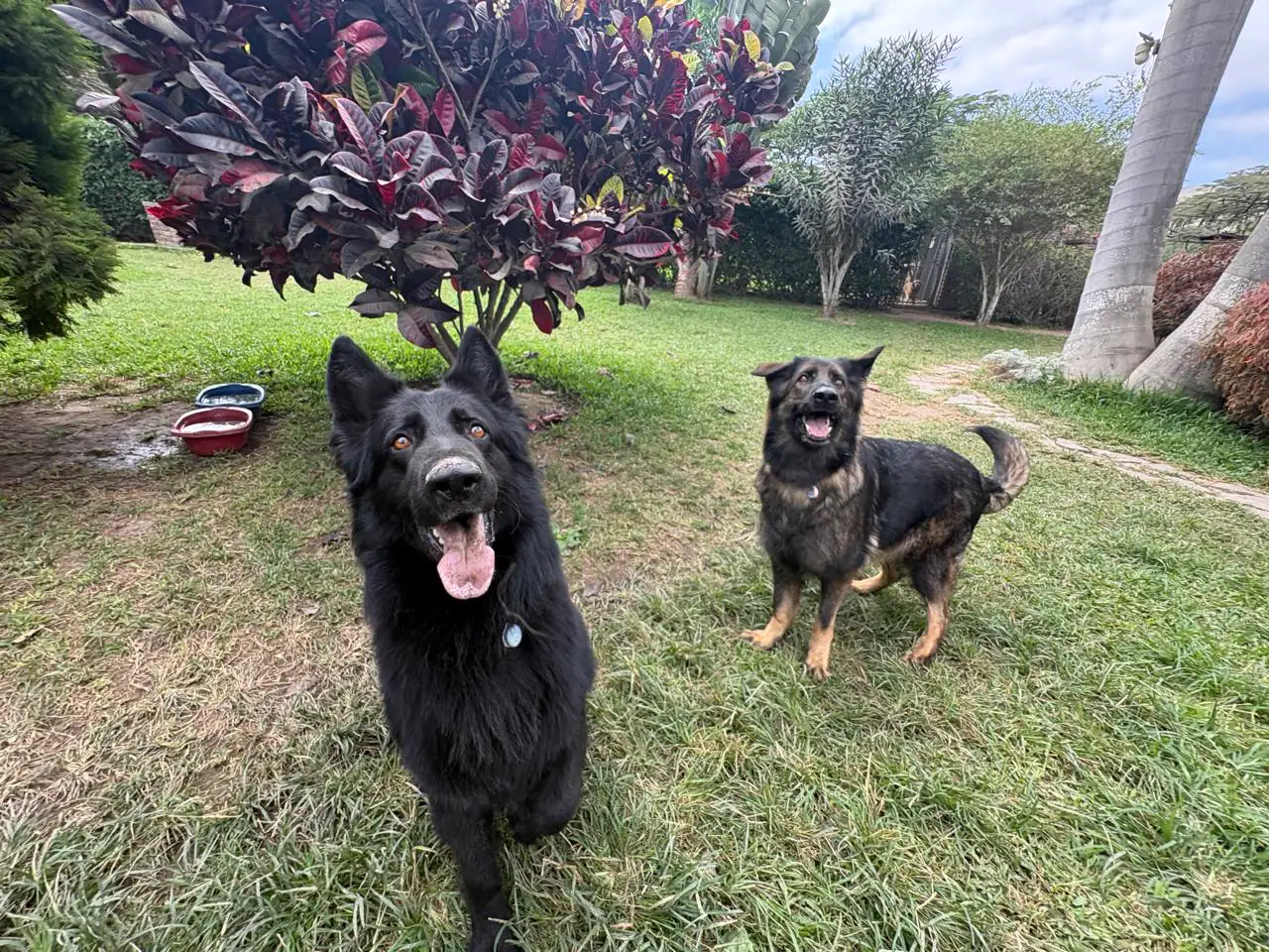Dos perros de pelaje oscuro mirando a la cámara junto a un arbusto de hojas rojizas