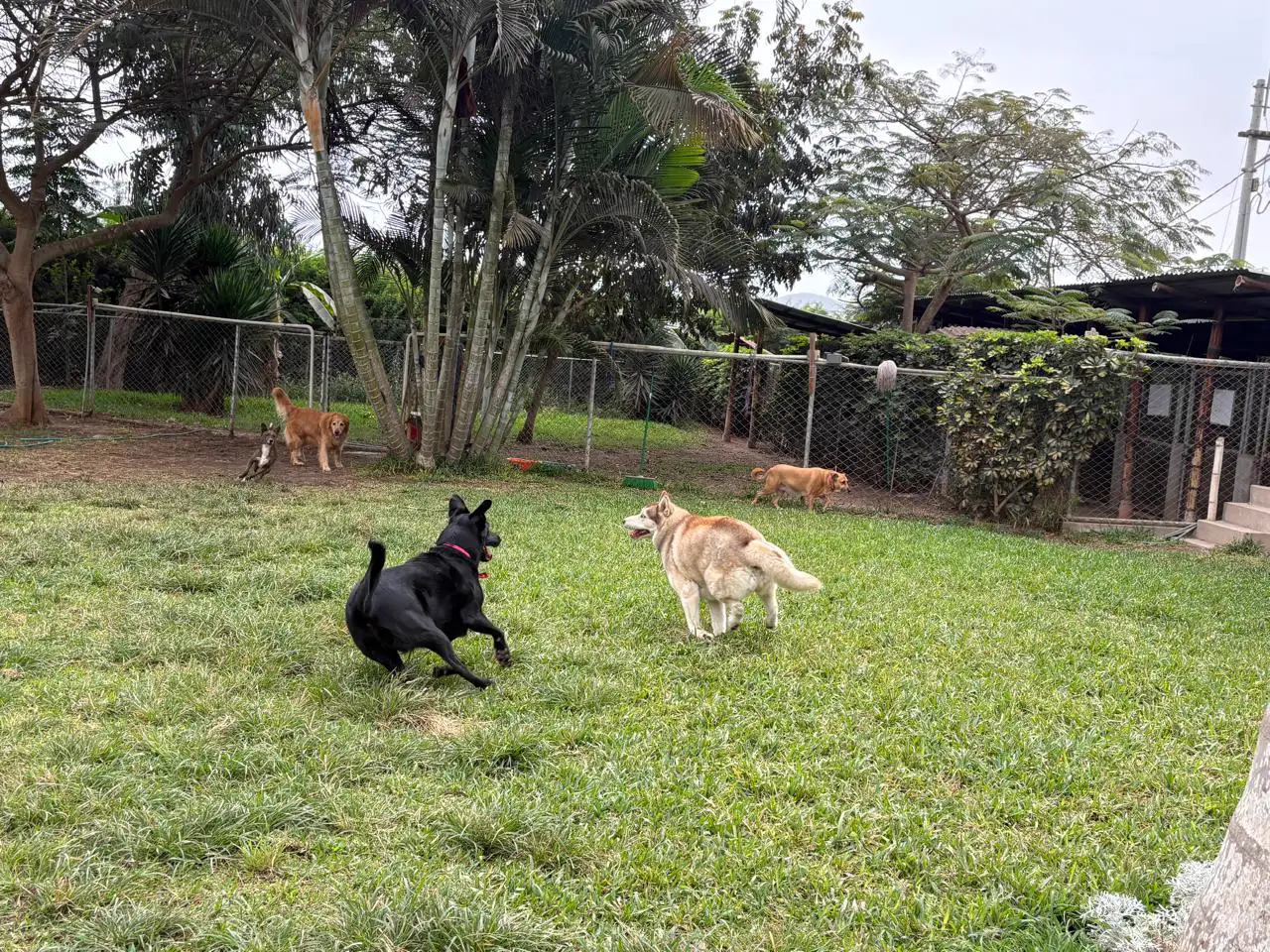 Perro negro y perro de pelaje claro corriendo por el jardín, con otros perros al fondo