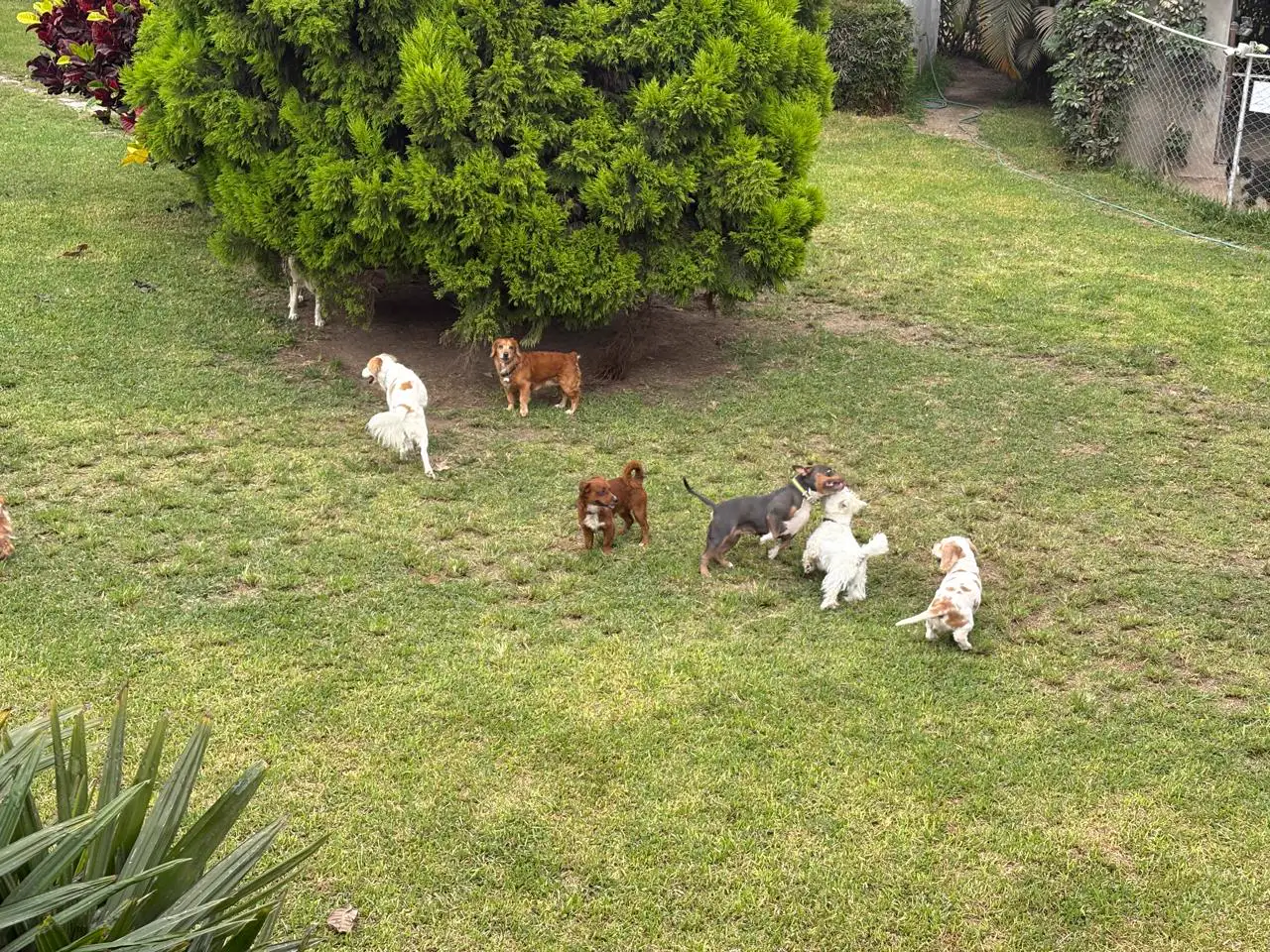 Grupo de perros pequeños jugando junto a un árbol frondoso en el jardín