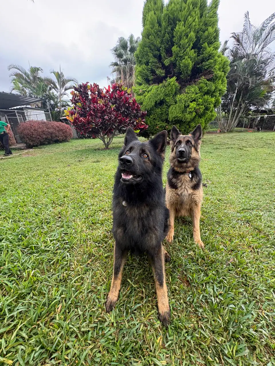 Retrato vertical de dos perros de pelaje negro y canela sentados juntos sobre el pasto