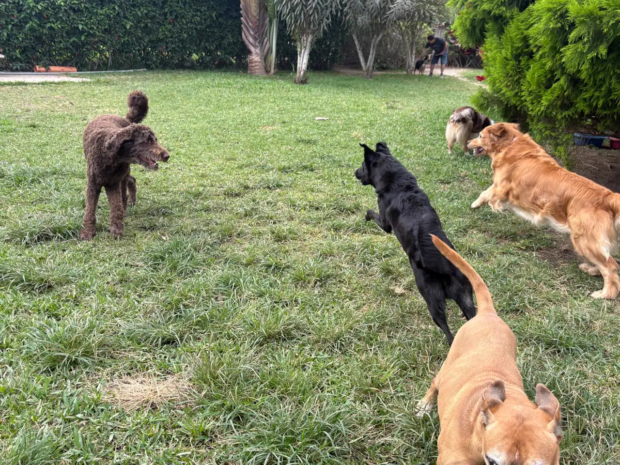 Perros de pelaje negro, dorado y marrón jugando juntos sobre el césped