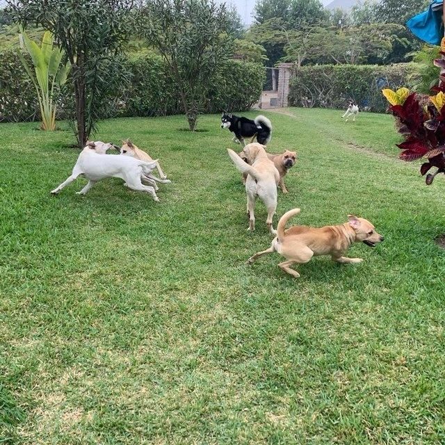 Cinco perros corriendo y jugando sueltos sobre el césped