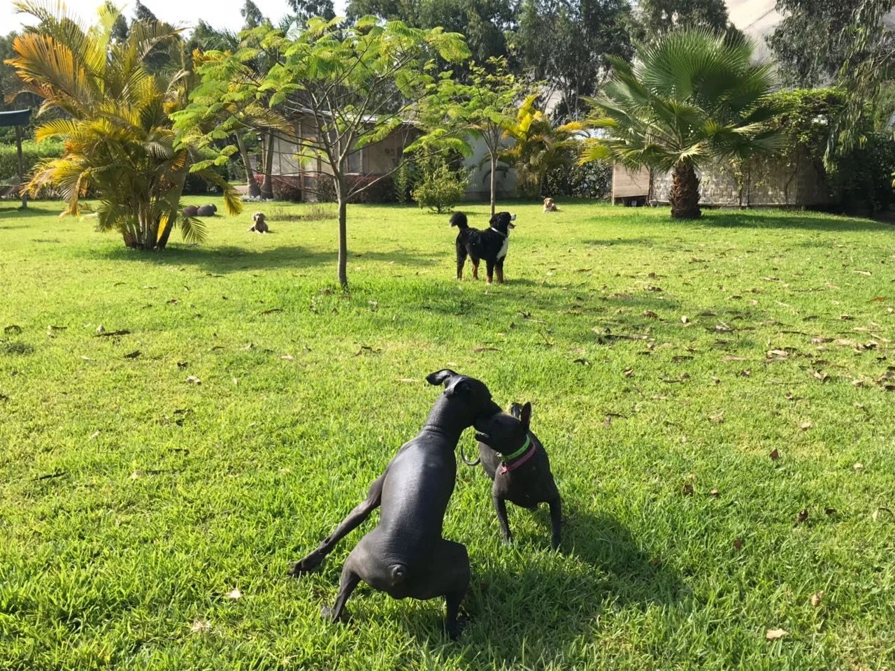 Vista amplia del jardín de Petit Lodge, con palmeras y dos perros jugando sobre el césped